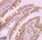 Anti-NFkB p100/p52 Picoband Antibody